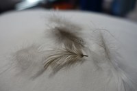 Oreillers  en  DUVET