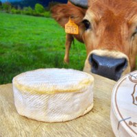 Fromages de vache