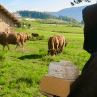 Fromages de vache