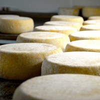 Fromages de vache