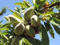 Amandes