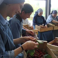 Bocaux de fruits au naturel