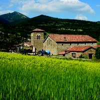 Petit épeautre en grain ou en farine