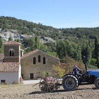 Petit épeautre en grain ou en farine