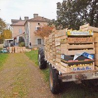 Pommes, pêches et produits dérivés