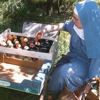 Pommes, pêches et produits dérivés