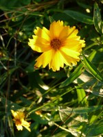 Carterie, calligraphie