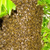 Essaims d'abeilles
