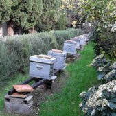 Essaims d'abeilles