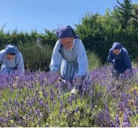 Plantes séchées en sachets