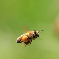 Miel et produits à base de miel