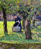 Elevage de bergers australiens