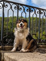 Elevage de bergers australiens